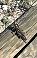 Eyprepocnemis plorans