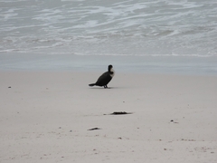 Phalacrocorax carbo lucidus