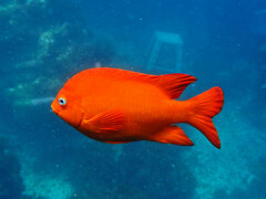 Hypsypops rubicundus