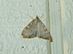 Mnesictena flavidalis