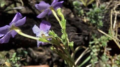 Jamesbrittenia grandiflora