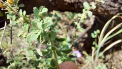 Jamesbrittenia grandiflora