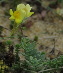 Linaria thymifolia