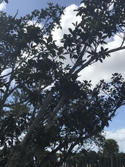 Handroanthus chrysotrichus