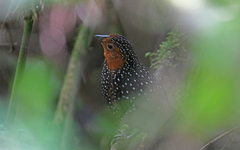 Acropternis orthonyx