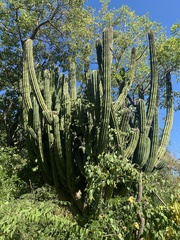 Stenocereus thurberi