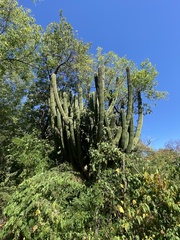 Stenocereus thurberi