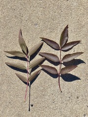 Fraxinus angustifolia oxycarpa