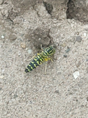 Stictia