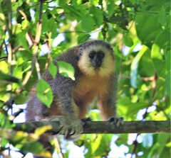 Plecturocebus vieirai