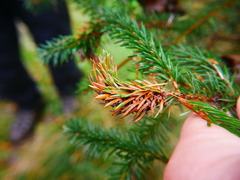 Adelges abietis