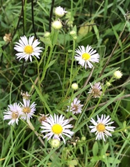 Erigeron annuus