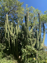 Stenocereus thurberi