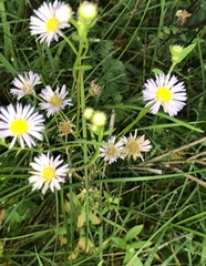 Erigeron annuus