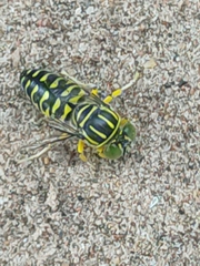 Stictia