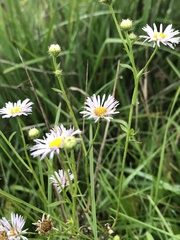 Erigeron annuus