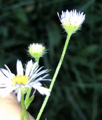 Erigeron annuus