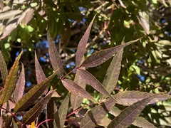 Fraxinus angustifolia oxycarpa
