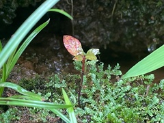 Rhizomnium punctatum