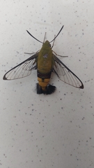 Cephonodes hylas virescens