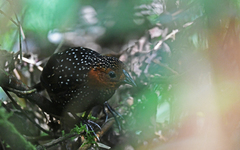 Acropternis orthonyx