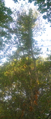 Ulmus minor minor