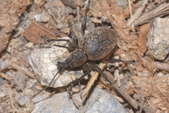 Otiorhynchus armadillo