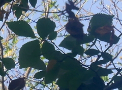 Ulmus minor minor