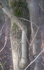 Ulmus minor minor