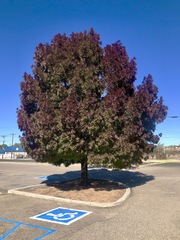 Fraxinus angustifolia oxycarpa