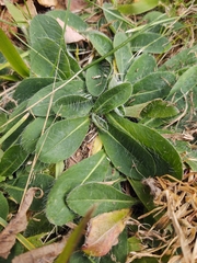 Pilosella officinarum