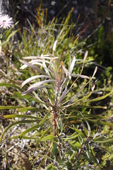 Protea longifolia