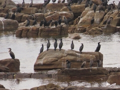 Phalacrocorax capensis