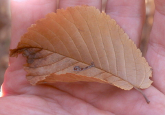 Ulmus minor minor