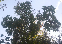 Ulmus minor minor