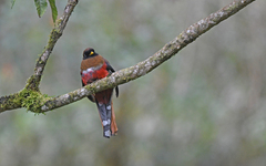 Trogon personatus