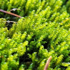 Hygrohypnum luridum