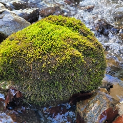 Hygrohypnum luridum