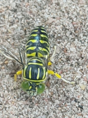 Stictia