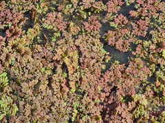 Azolla rubra