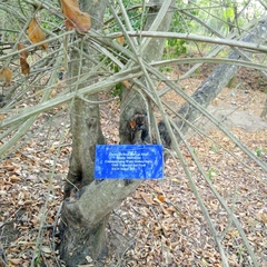 Grewia forbesii