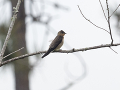 Stelgidopteryx ruficollis