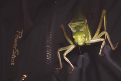 Steirodon