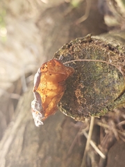 Auricularia
