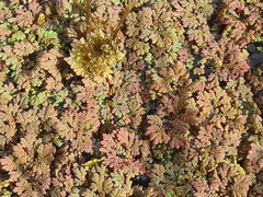 Azolla rubra