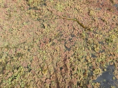 Azolla rubra