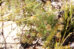 Serruria inconspicua