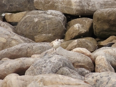 Charadrius marginatus
