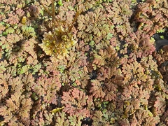 Azolla rubra