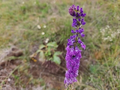 Lobelia fenestralis
